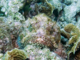 Scorpionfish IMG 5481